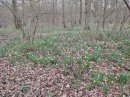 Jonquilles